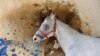 Lebanon -- A horse stands in front a bullet-riddled wall at Beirut Hippodrome, Lebanon, April 30, 2017.