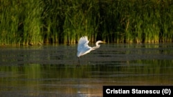 Фото: Кристиан Станеску (Cristian Stanescu)