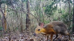 Вьетнамский оленёк – вид, находящийся на грани вымирания, – зафиксирован фотоловушкой в 2018 году