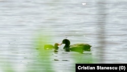 Фото: Кристиан Станеску (Cristian Stanescu)